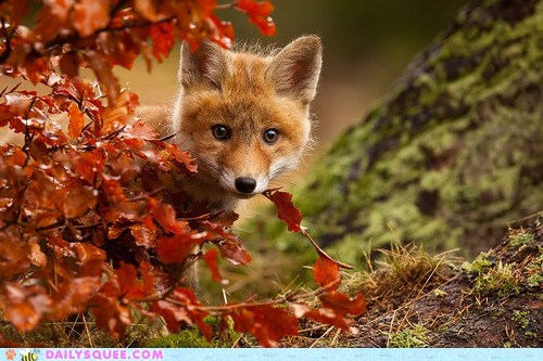 Fox in Fall