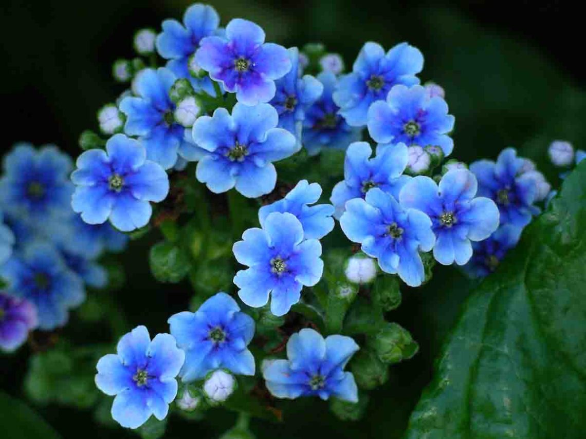 Forget Me Nots