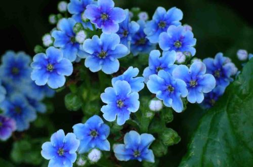 Forget Me Nots