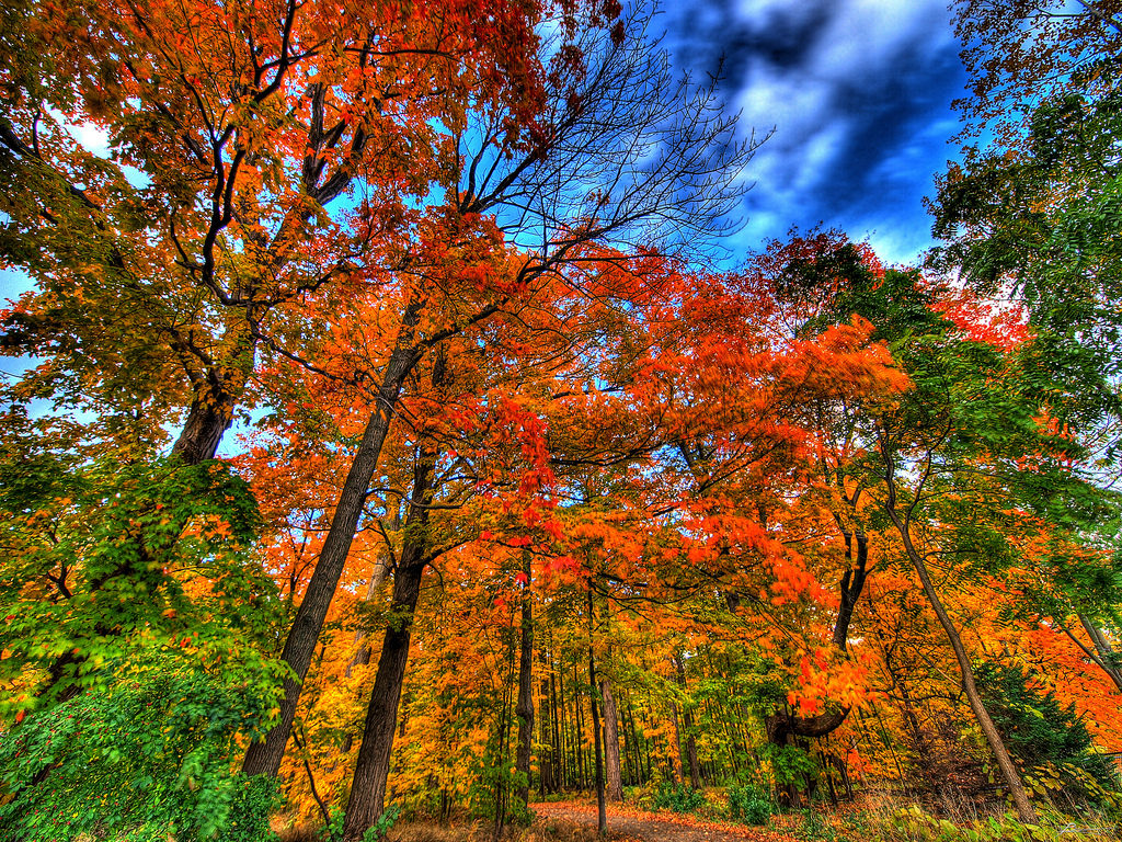 Autumn Looking Up