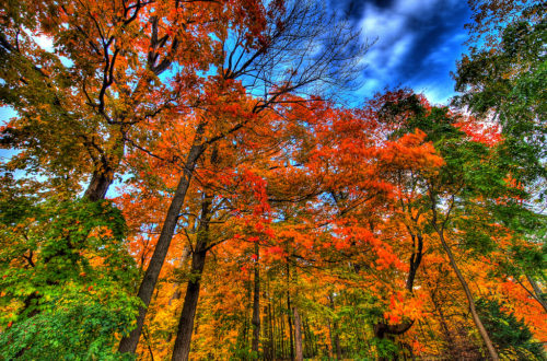 Autumn Looking Up