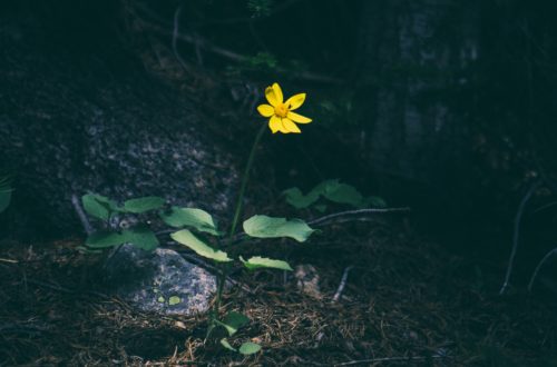 Photo by Matthew Smith on Unsplash